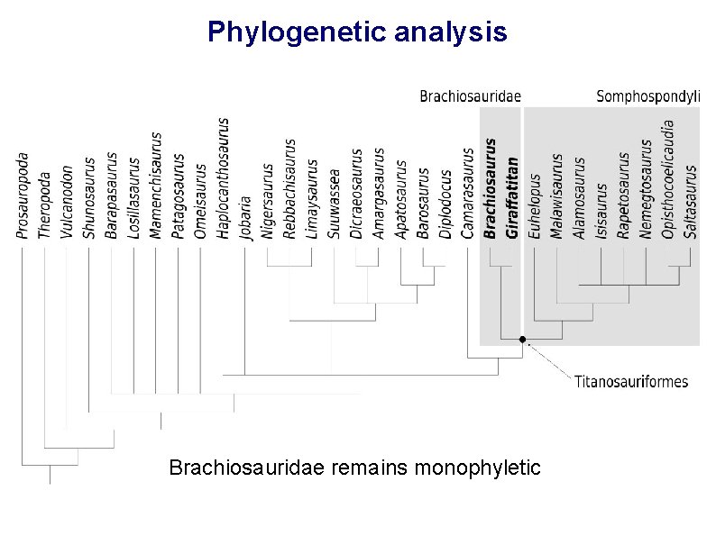 Phylogenetic analysis Brachiosauridae remains monophyletic 