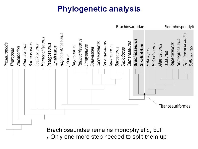 Phylogenetic analysis Brachiosauridae remains monophyletic, but: Only one more step needed to split them