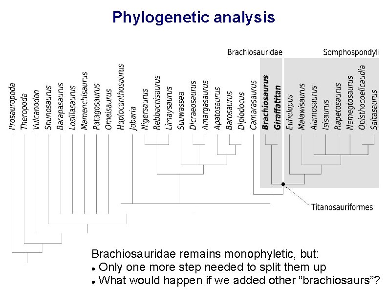 Phylogenetic analysis Brachiosauridae remains monophyletic, but: Only one more step needed to split them