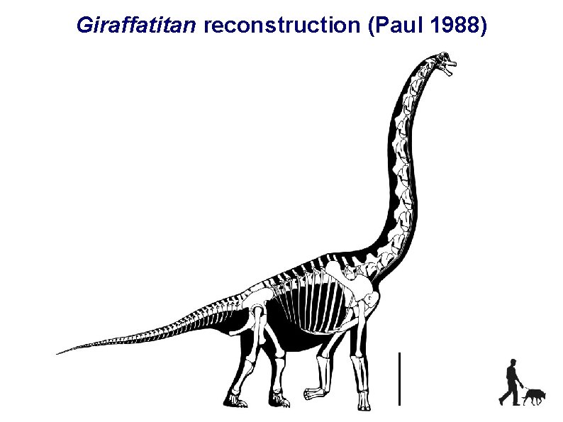 Giraffatitan reconstruction (Paul 1988) 