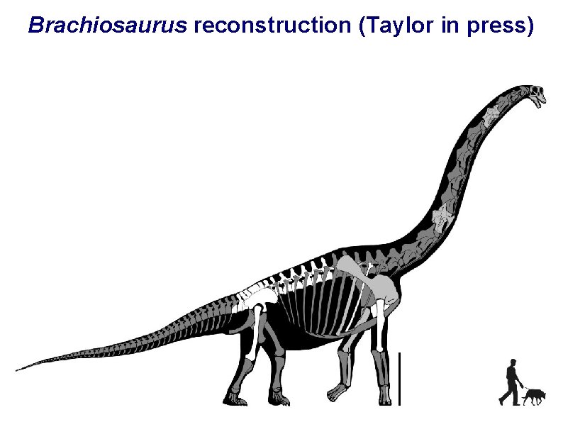 Brachiosaurus reconstruction (Taylor in press) 