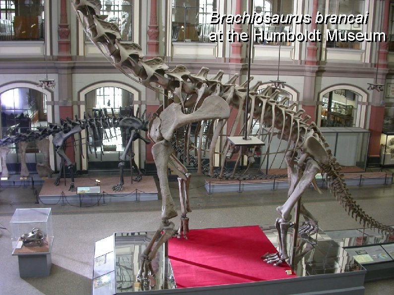 Brachiosaurus brancai at the Humboldt Museum 