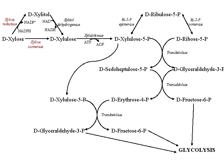 D-Xylitol Xylose reductase NADP+ NAD+ Xylitol dehydrogenase Ri-5 -P isomerase NADH NADPH D-Xylose D-Ribulose-5
