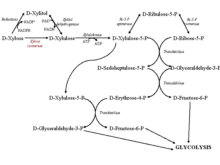 D-Xylitol Reductases NADP+ NAD+ Xylitol dehydrogenase Ri-5 -P isomerase NADH NADPH D-Xylose D-Ribulose-5 -P