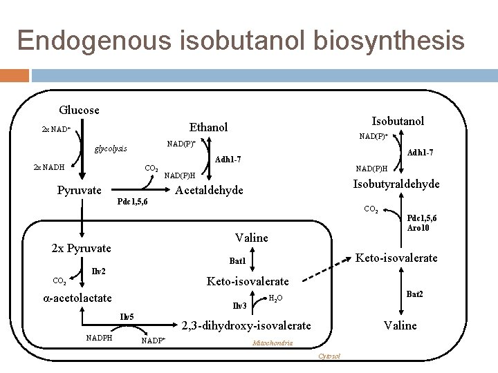 Endogenous isobutanol biosynthesis Glucose Isobutanol Ethanol 2 x NAD+ glycolysis 2 x NADH NAD(P)+