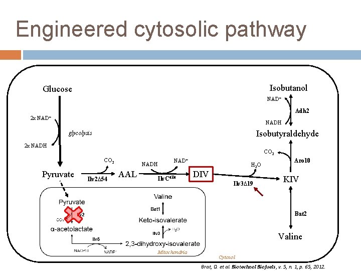 Engineered cytosolic pathway Isobutanol Glucose NAD+ Adh 2 2 x NAD+ NADH Isobutyraldehyde glycolysis