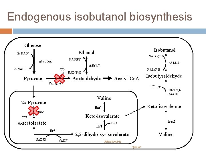 Endogenous isobutanol biosynthesis Glucose Isobutanol Ethanol 2 x NAD+ glycolysis 2 x NADH NAD(P)+