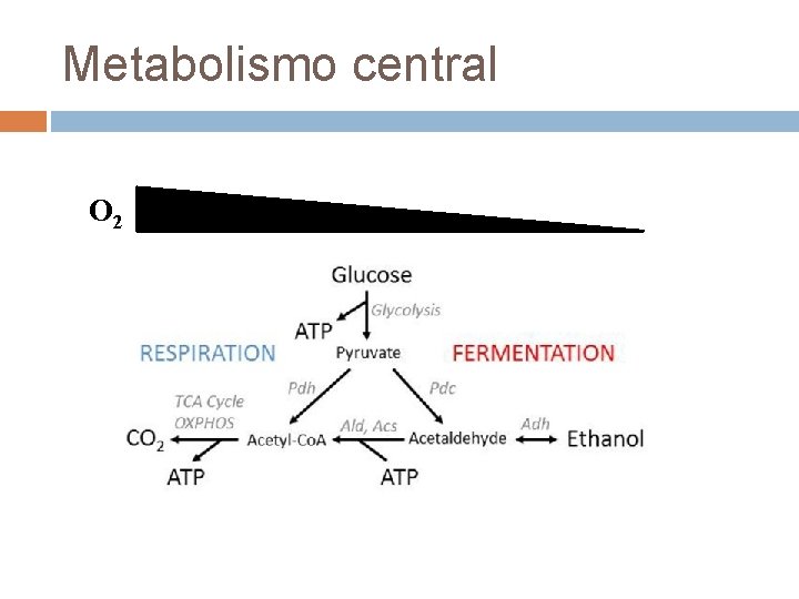 Metabolismo central O 2 