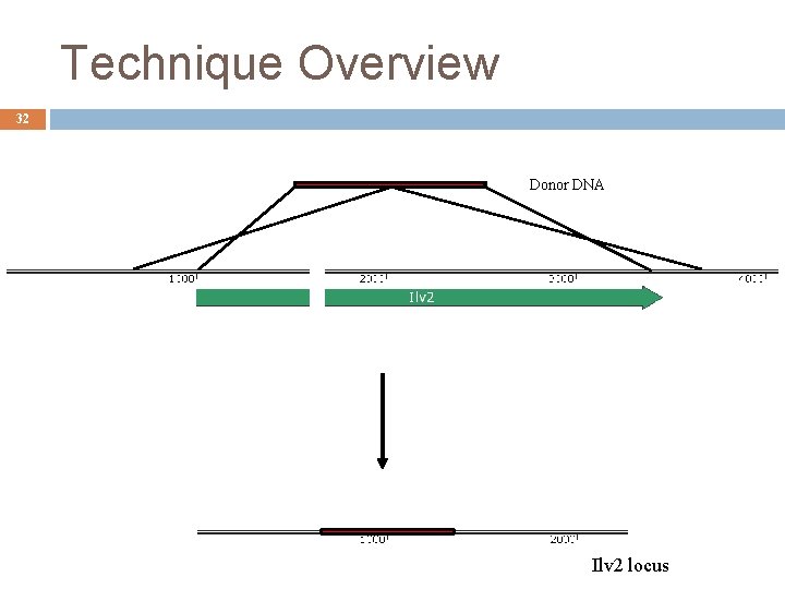 Technique Overview 32 Donor DNA Ilv 2 locus 