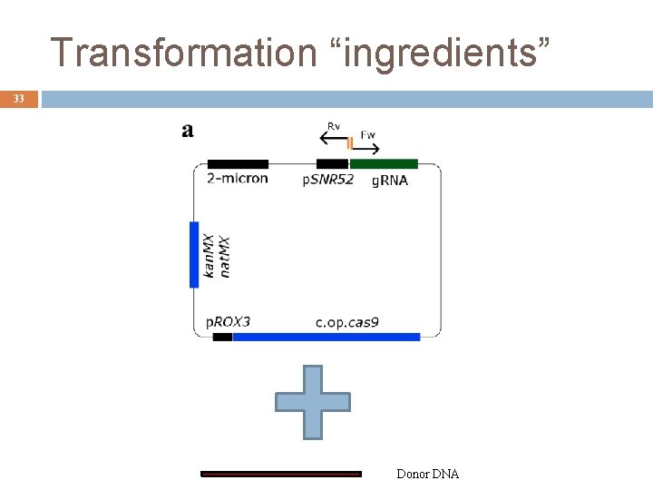 Transformation “ingredients” 33 Donor DNA 