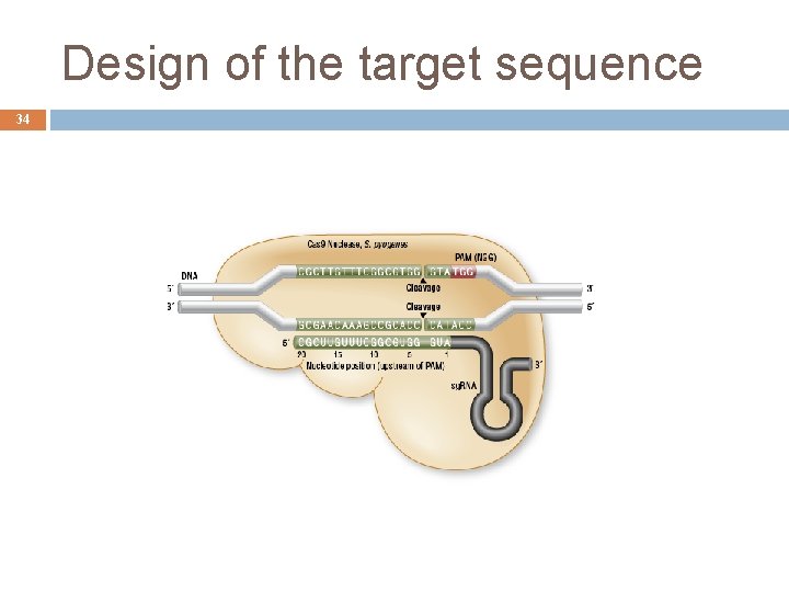 Design of the target sequence 34 