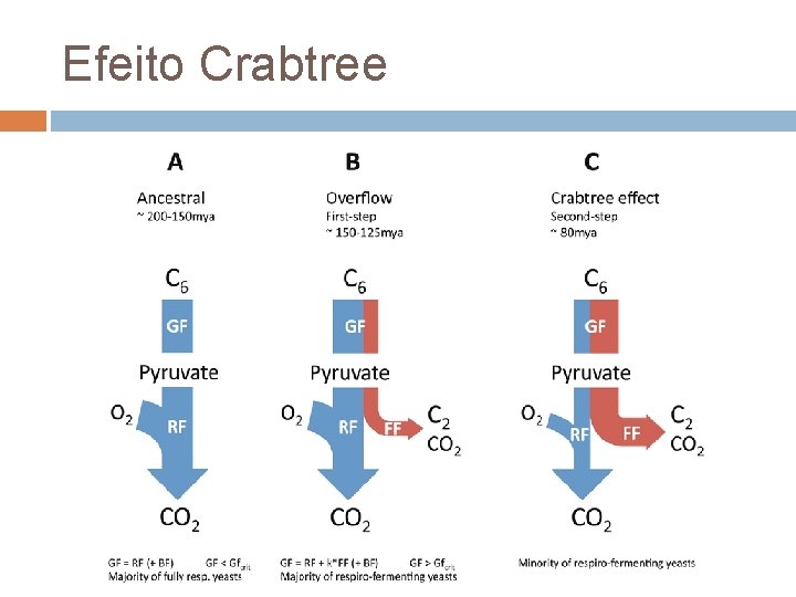 Efeito Crabtree 