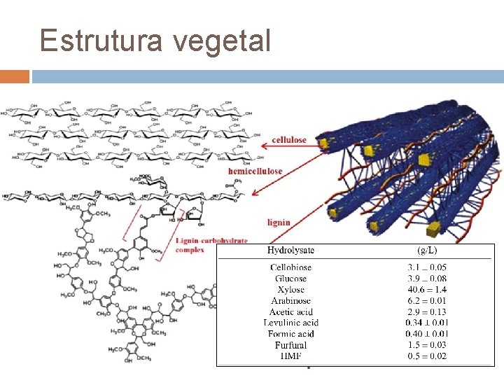 Estrutura vegetal 