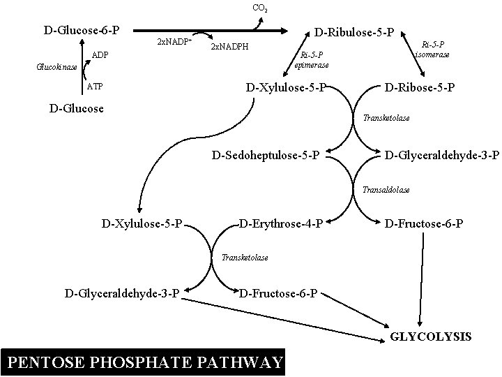 CO 2 D-Glucose-6 -P 2 x. NADP+ ADP D-Ribulose-5 -P 2 x. NADPH Glucokinase