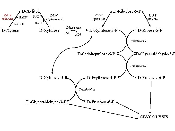 D-Xylitol Xylose reductase NADP+ NADPH D-Xylose D-Ribulose-5 -P NAD+ Ri-5 -P epimerase Xylitol dehydrogenase