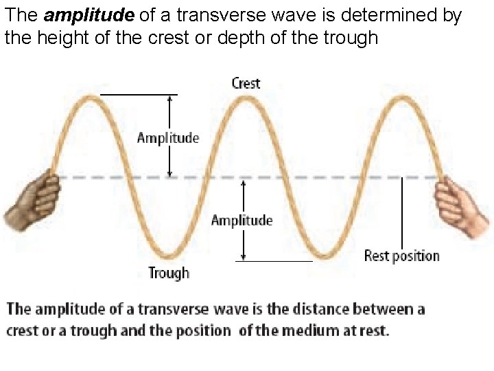 The amplitude of a transverse wave is determined by the height of the crest