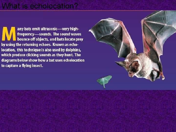 What is echolocation? 