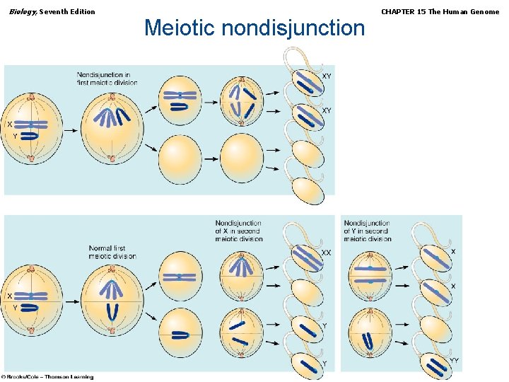 Biology, Seventh Edition Meiotic nondisjunction Copyright © 2005 Brooks/Cole — Thomson Learning CHAPTER 15