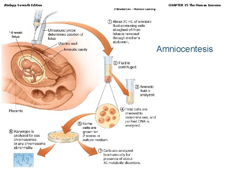 Biology, Seventh Edition CHAPTER 15 The Human Genome Amniocentesis Copyright © 2005 Brooks/Cole —