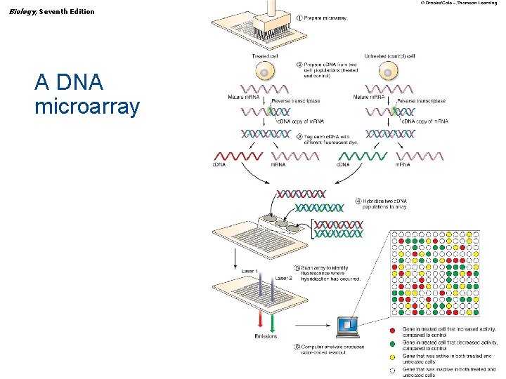 Biology, Seventh Edition CHAPTER 15 The Human Genome A DNA microarray Copyright © 2005