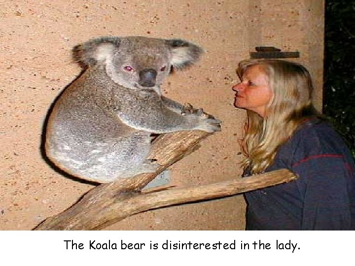 The Koala bear is disinterested in the lady. 