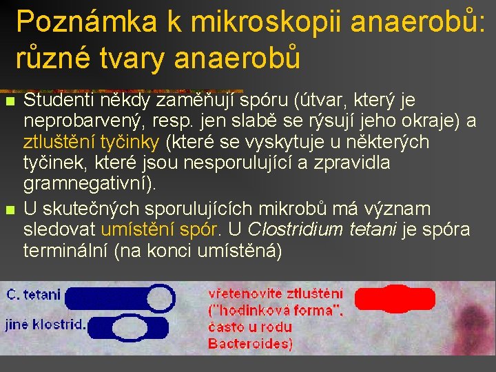 Poznámka k mikroskopii anaerobů: různé tvary anaerobů n n Studenti někdy zaměňují spóru (útvar,