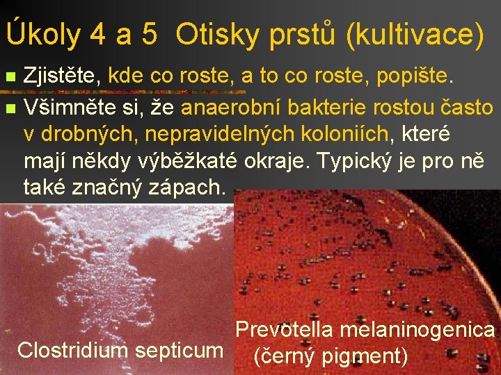 Úkoly 4 a 5 Otisky prstů (kultivace) n n Zjistěte, kde co roste, a