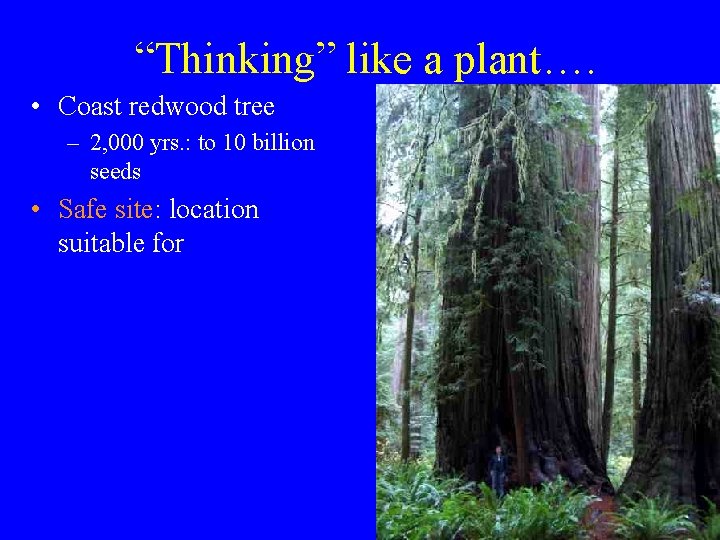 “Thinking” like a plant…. • Coast redwood tree – 2, 000 yrs. : to