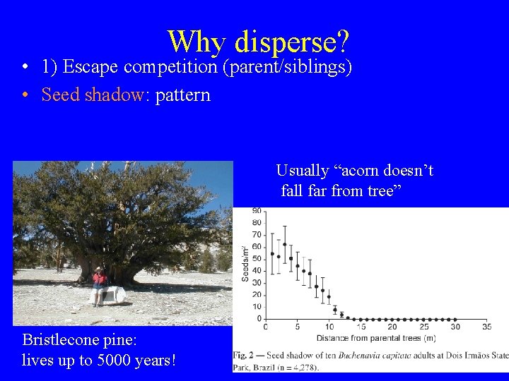 Why disperse? • 1) Escape competition (parent/siblings) • Seed shadow: pattern Usually “acorn doesn’t