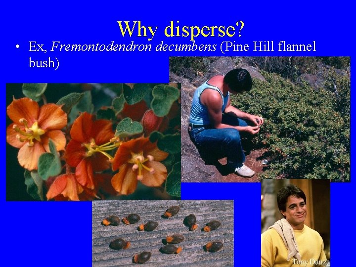 Why disperse? • Ex, Fremontodendron decumbens (Pine Hill flannel bush) 