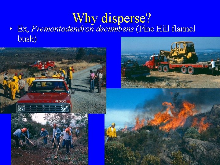 Why disperse? • Ex, Fremontodendron decumbens (Pine Hill flannel bush) 
