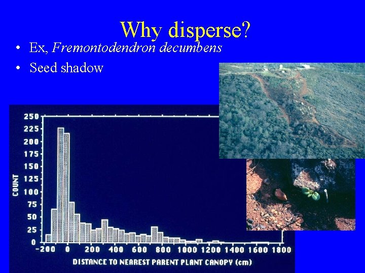 Why disperse? • Ex, Fremontodendron decumbens • Seed shadow 