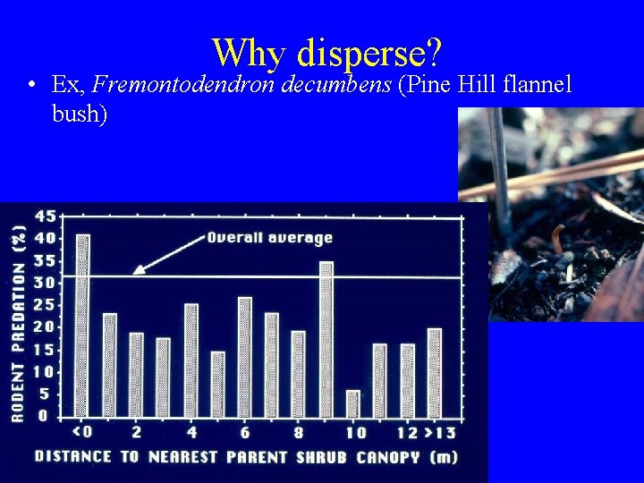 Why disperse? • Ex, Fremontodendron decumbens (Pine Hill flannel bush) 