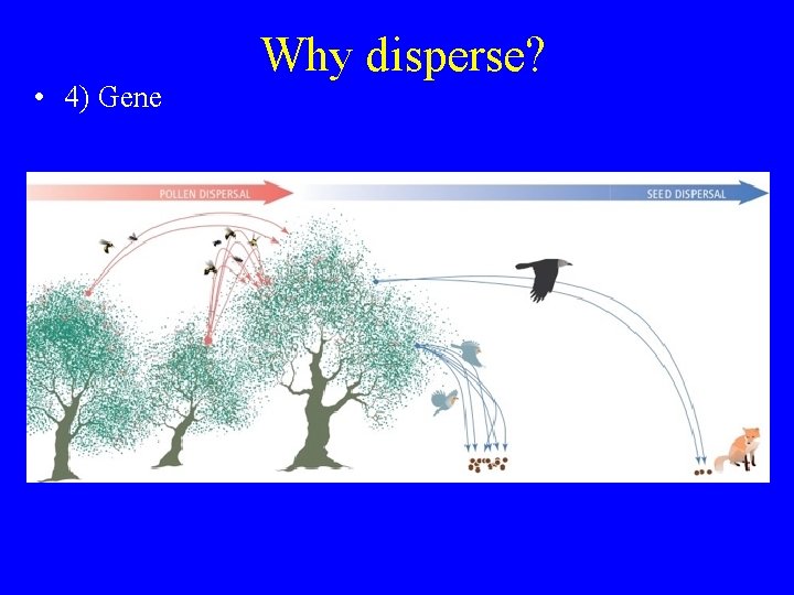  • 4) Gene winter Why disperse? summer 