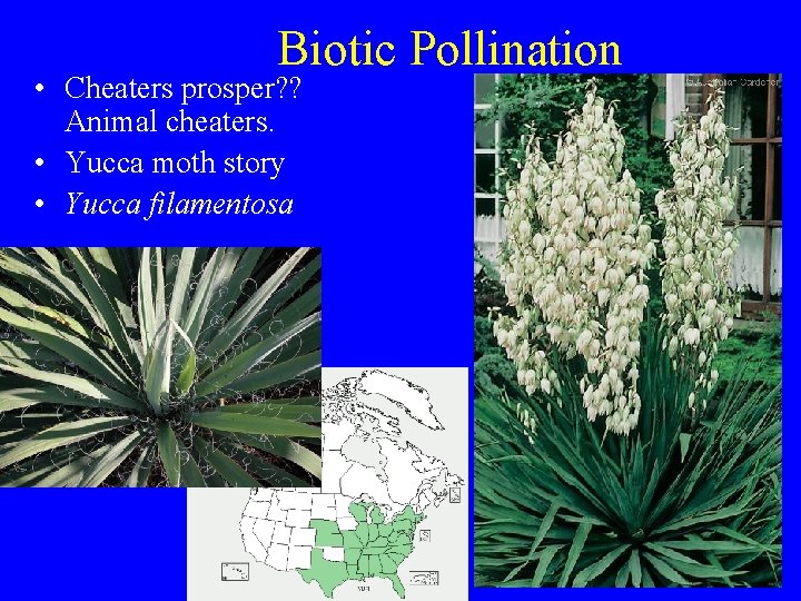 Biotic Pollination • Cheaters prosper? ? Animal cheaters. • Yucca moth story • Yucca