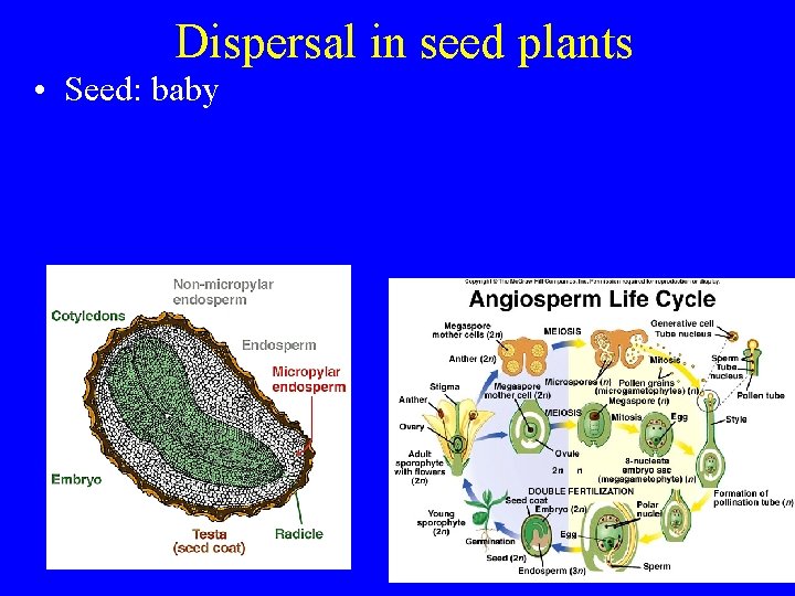 Dispersal in seed plants • Seed: baby 