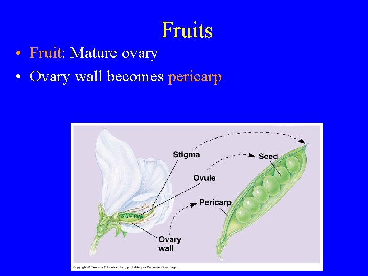 Fruits • Fruit: Mature ovary • Ovary wall becomes pericarp 