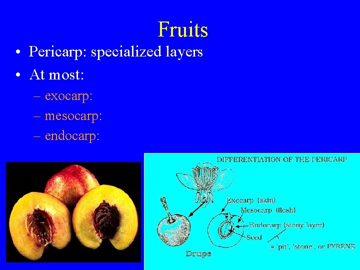 Fruits • Pericarp: specialized layers • At most: – exocarp: – mesocarp: – endocarp: