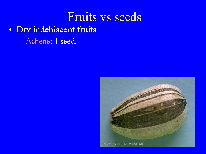 Fruits vs seeds • Dry indehiscent fruits – Achene: 1 seed, 