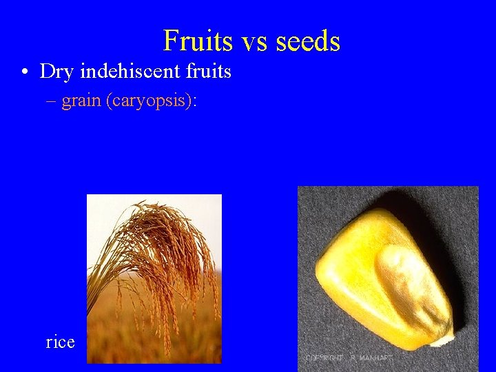 Fruits vs seeds • Dry indehiscent fruits – grain (caryopsis): rice 