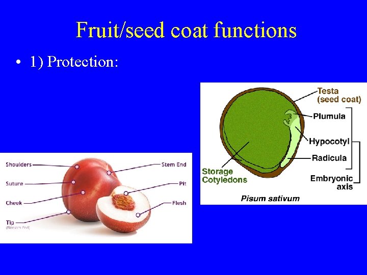 Fruit/seed coat functions • 1) Protection: 