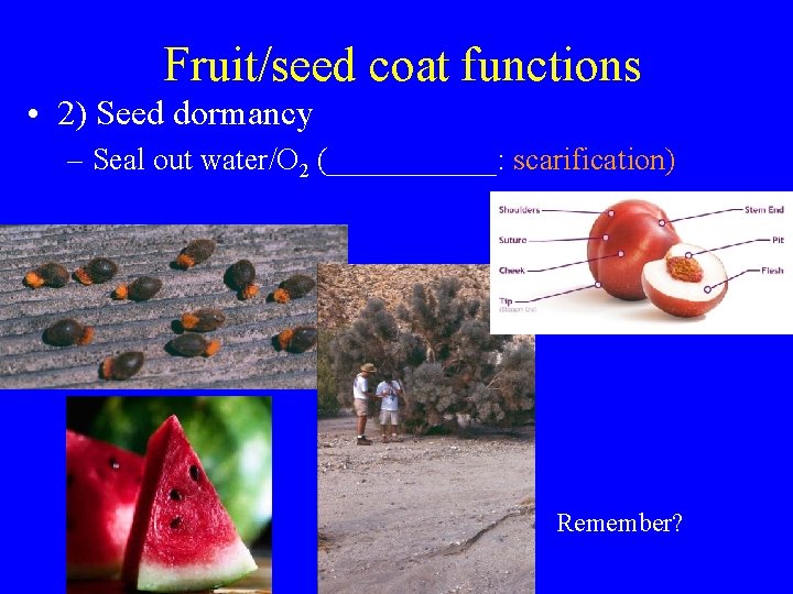 Fruit/seed coat functions • 2) Seed dormancy – Seal out water/O 2 (______: scarification)