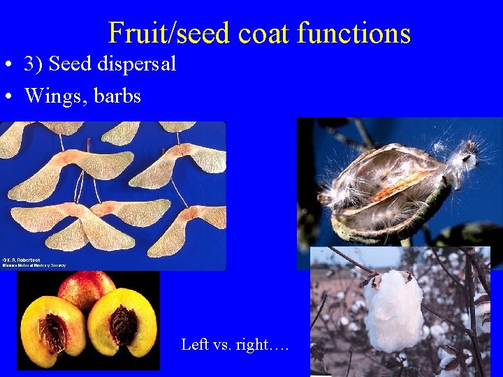 Fruit/seed coat functions • 3) Seed dispersal • Wings, barbs Left vs. right…. 