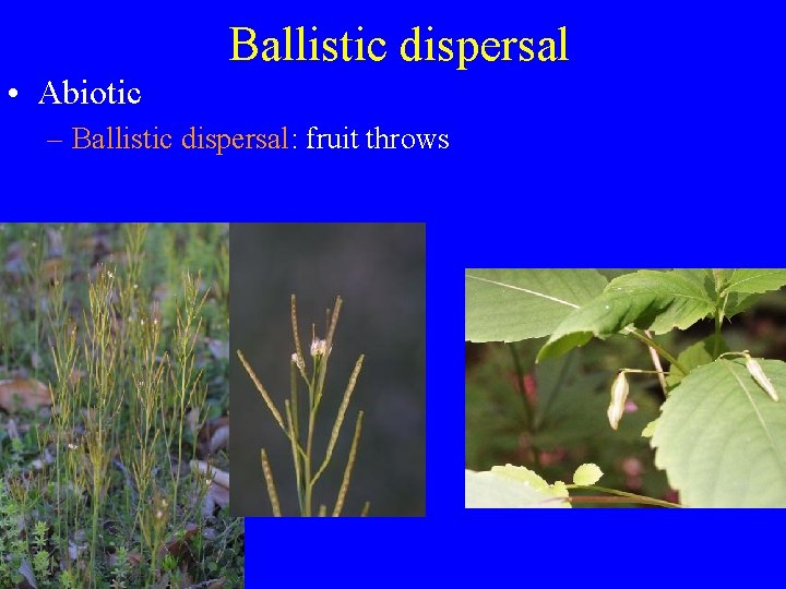 Ballistic dispersal • Abiotic – Ballistic dispersal: fruit throws 