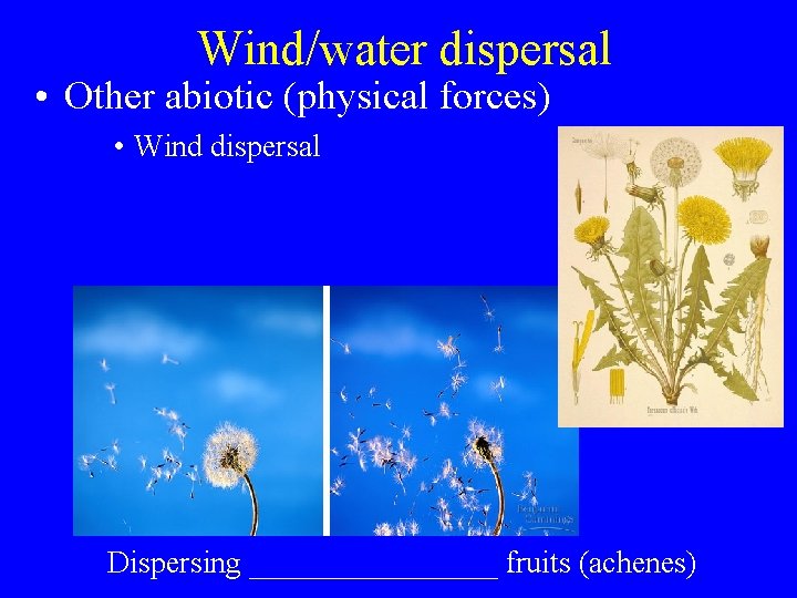 Wind/water dispersal • Other abiotic (physical forces) • Wind dispersal Dispersing ________ fruits (achenes)