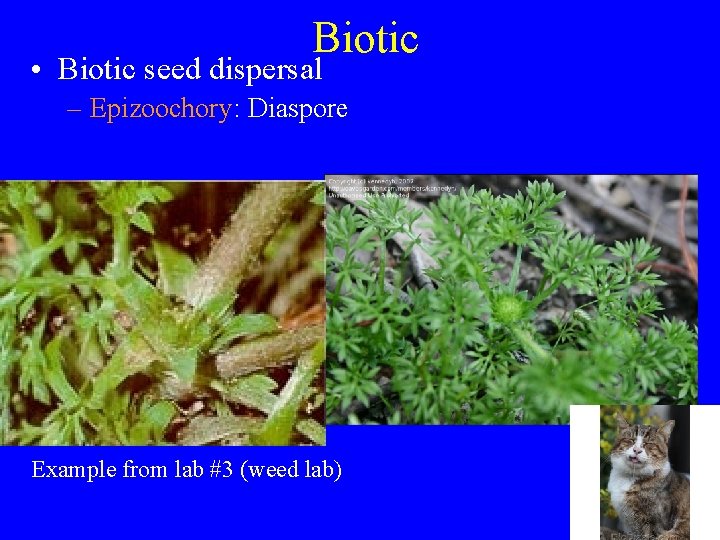 Biotic • Biotic seed dispersal – Epizoochory: Diaspore Example from lab #3 (weed lab)