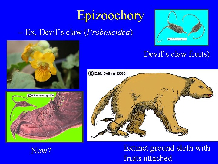 Epizoochory – Ex, Devil’s claw (Proboscidea) Devil’s claw fruits) Now? Extinct ground sloth with