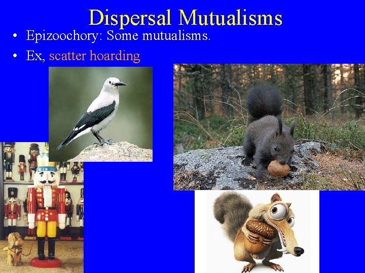 Dispersal Mutualisms • Epizoochory: Some mutualisms. • Ex, scatter hoarding 