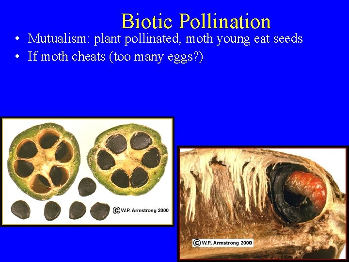 Biotic Pollination • Mutualism: plant pollinated, moth young eat seeds • If moth cheats