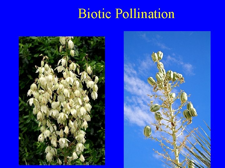 Biotic Pollination 